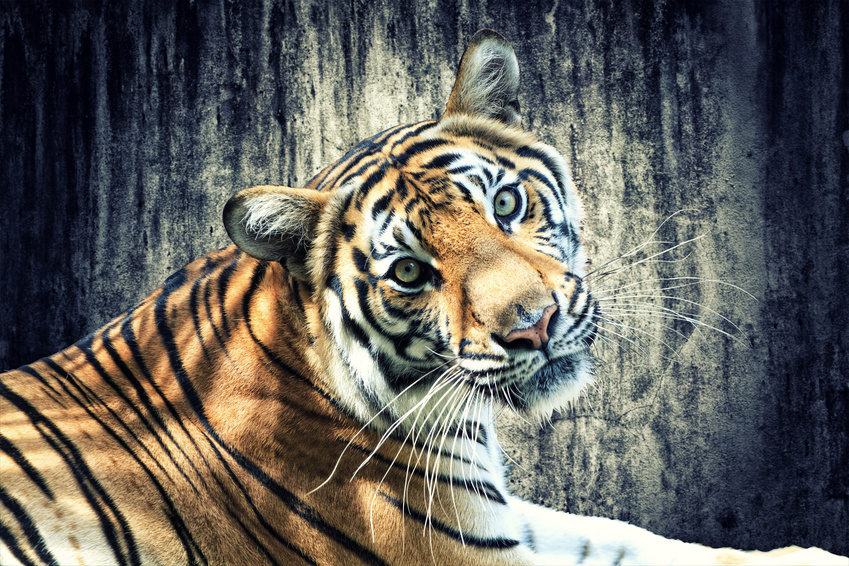 Tiger against grunge wall